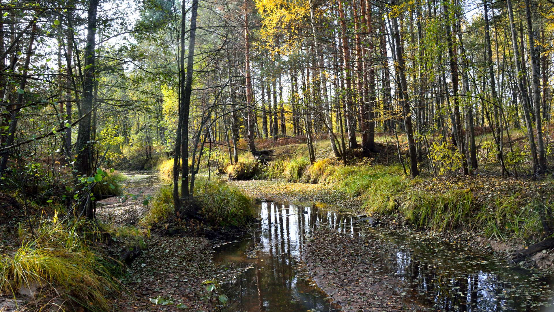 Речка Вишня, пос. Рустай. 06.11.2021. 