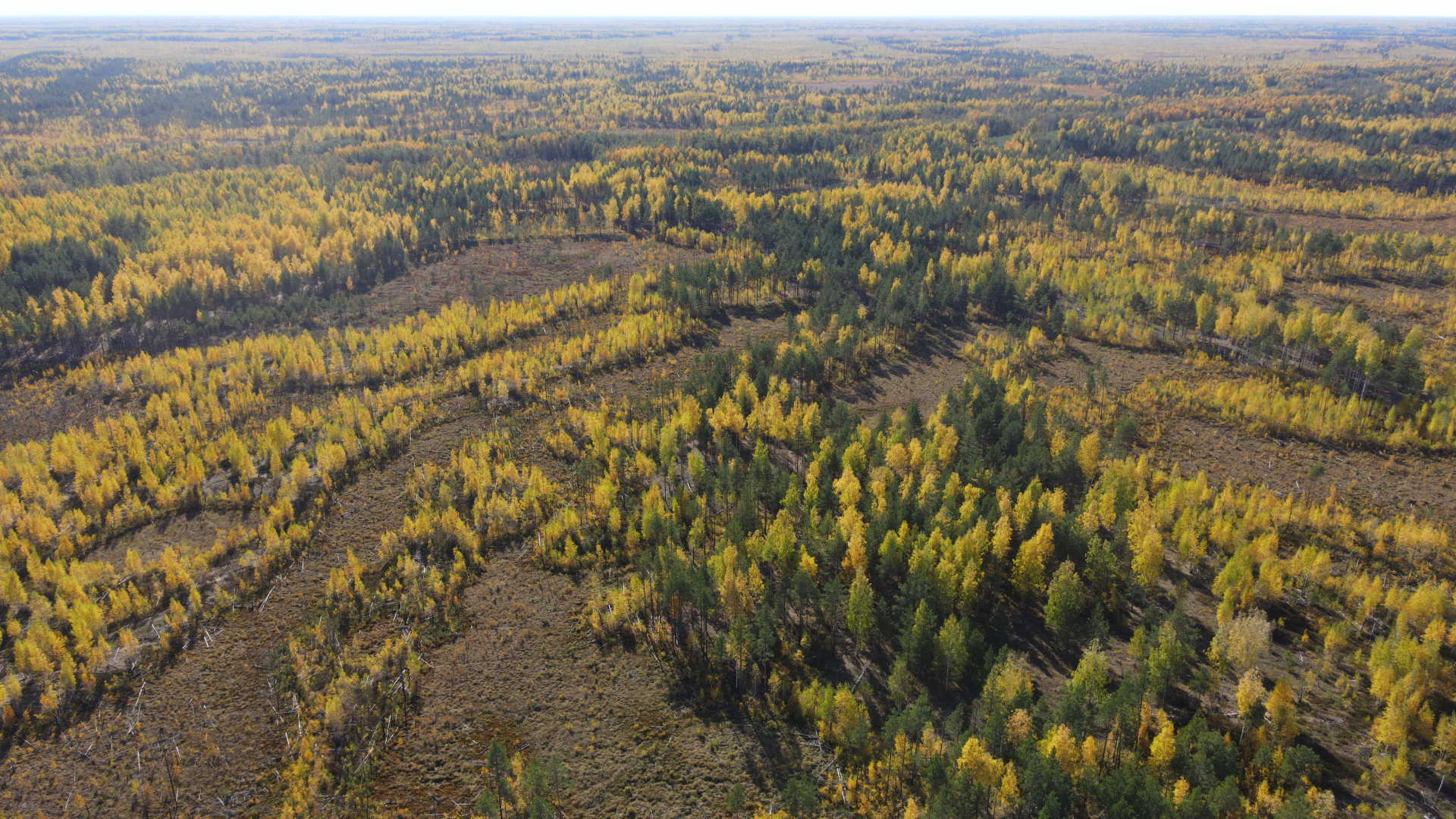 Места обитания барсука рядом с барсучьим городком. 29.09.2021