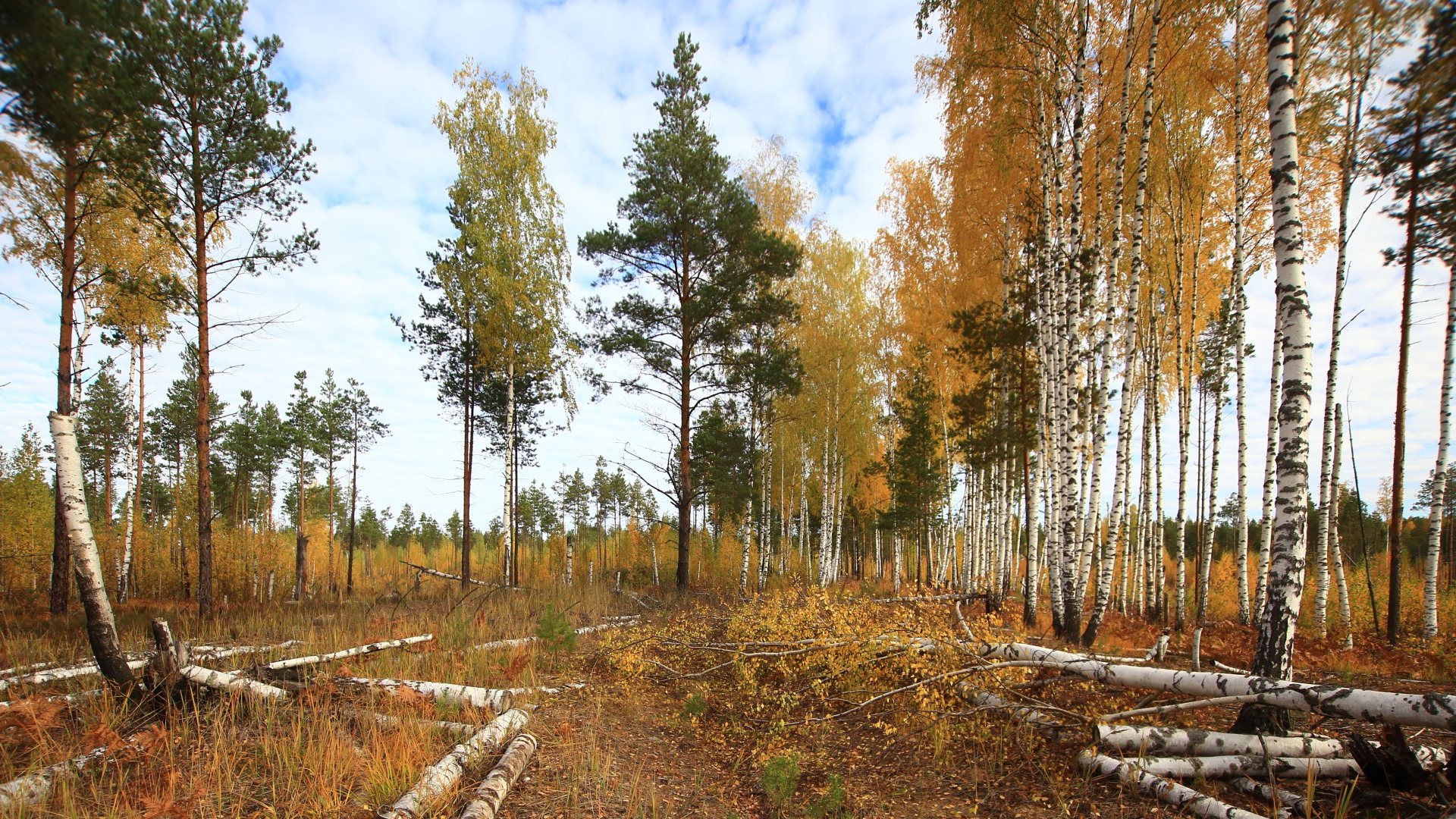 На пути к барсучьему городку. 29.09.2021
