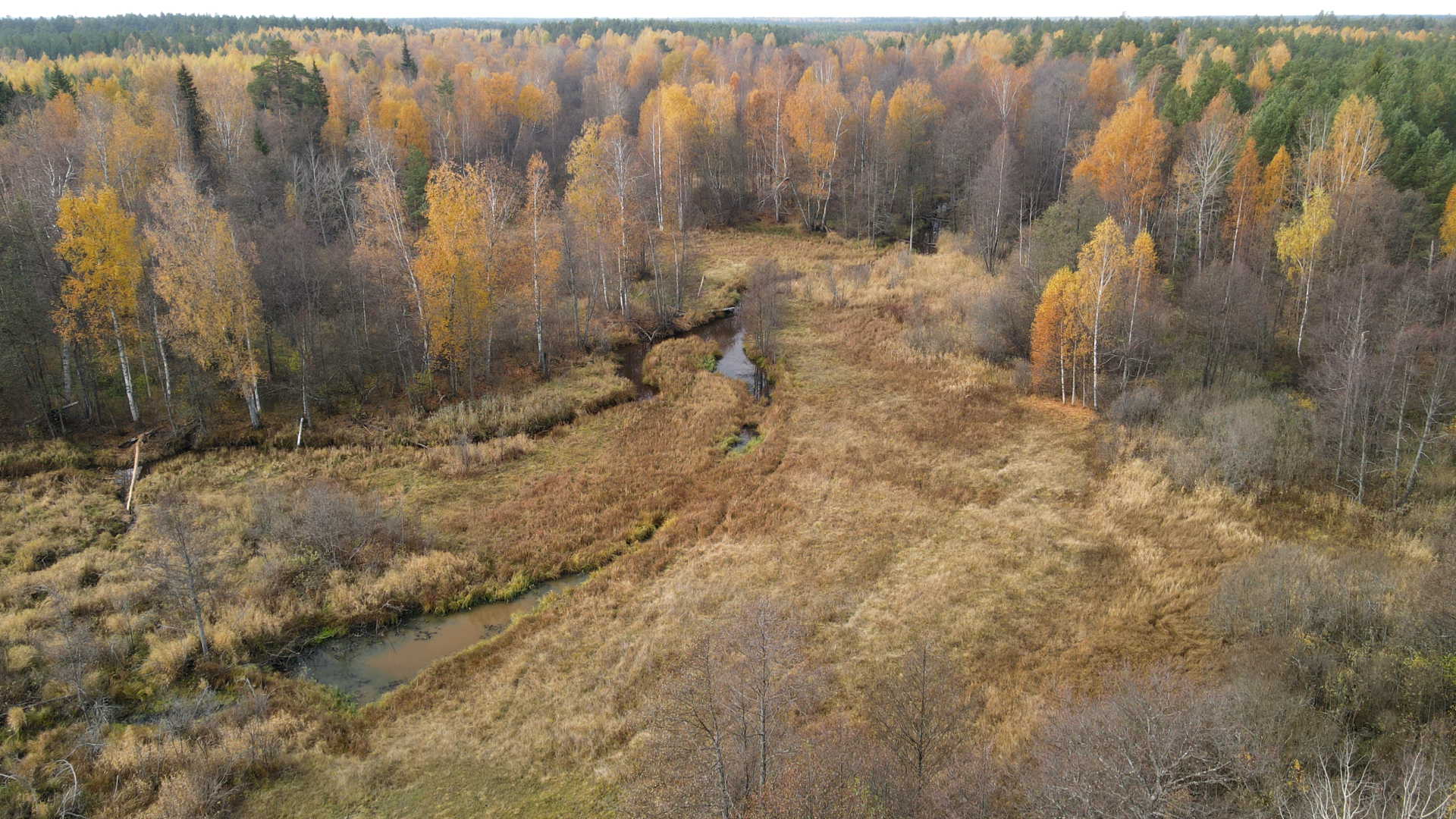 Пойма р. Вишни. 11.10.2021