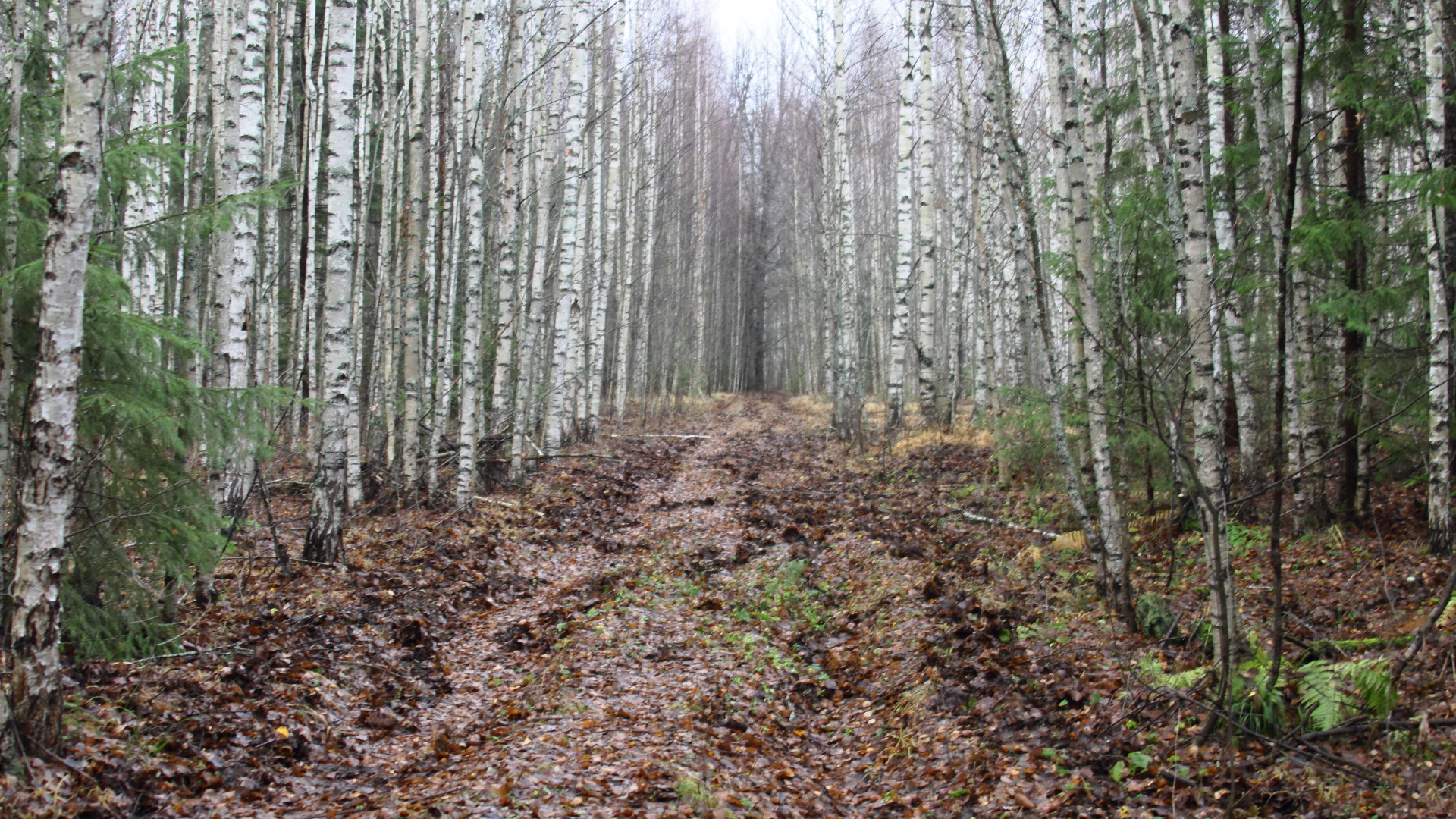 Дорога в пойме р. Вишни. 08.11.2021