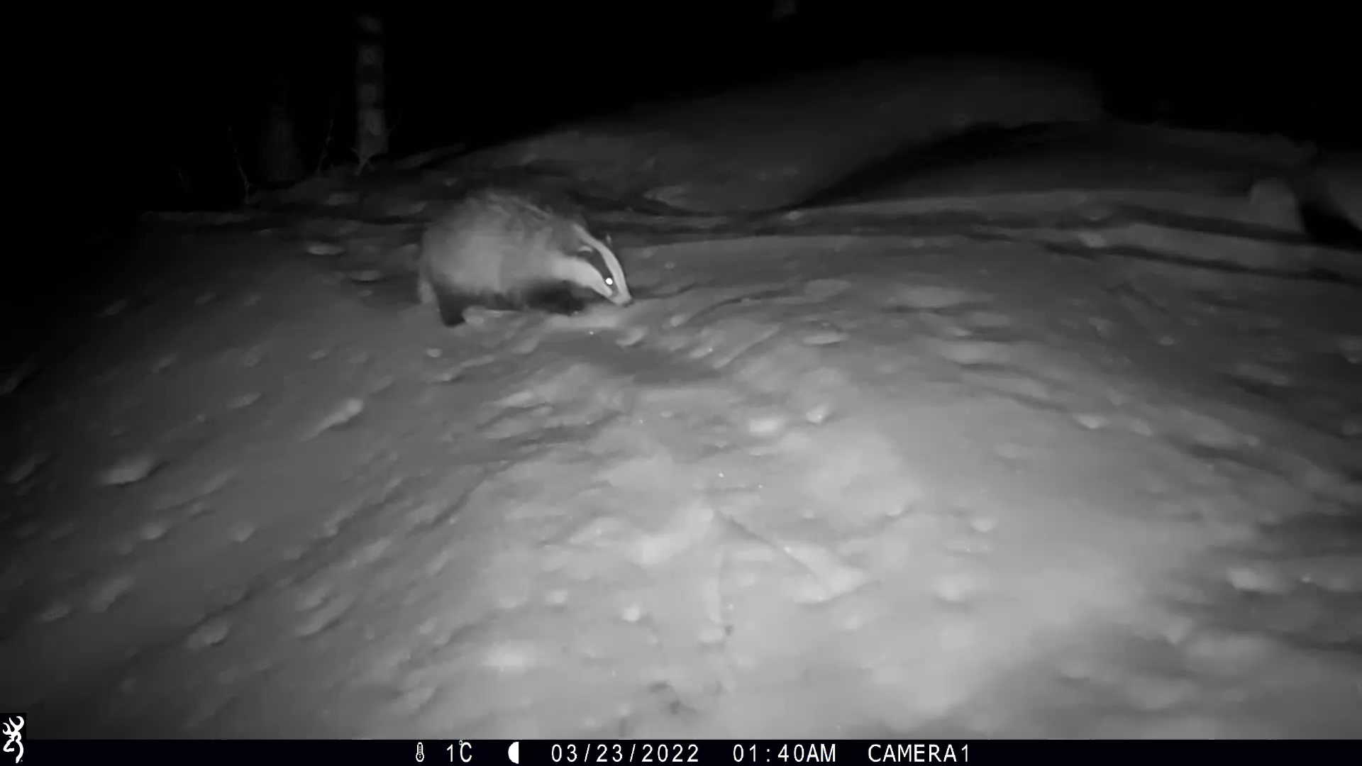 Кадр из видео. Барсук на городке. 23.03.2022