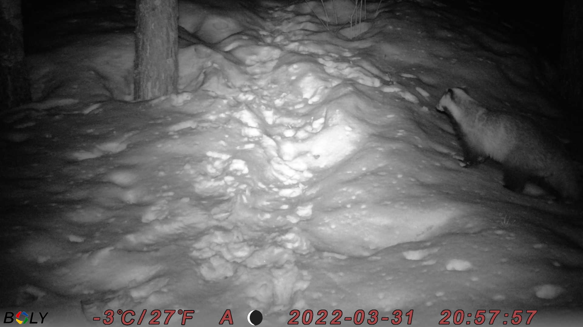 Барсук на городке. 31.03.2022