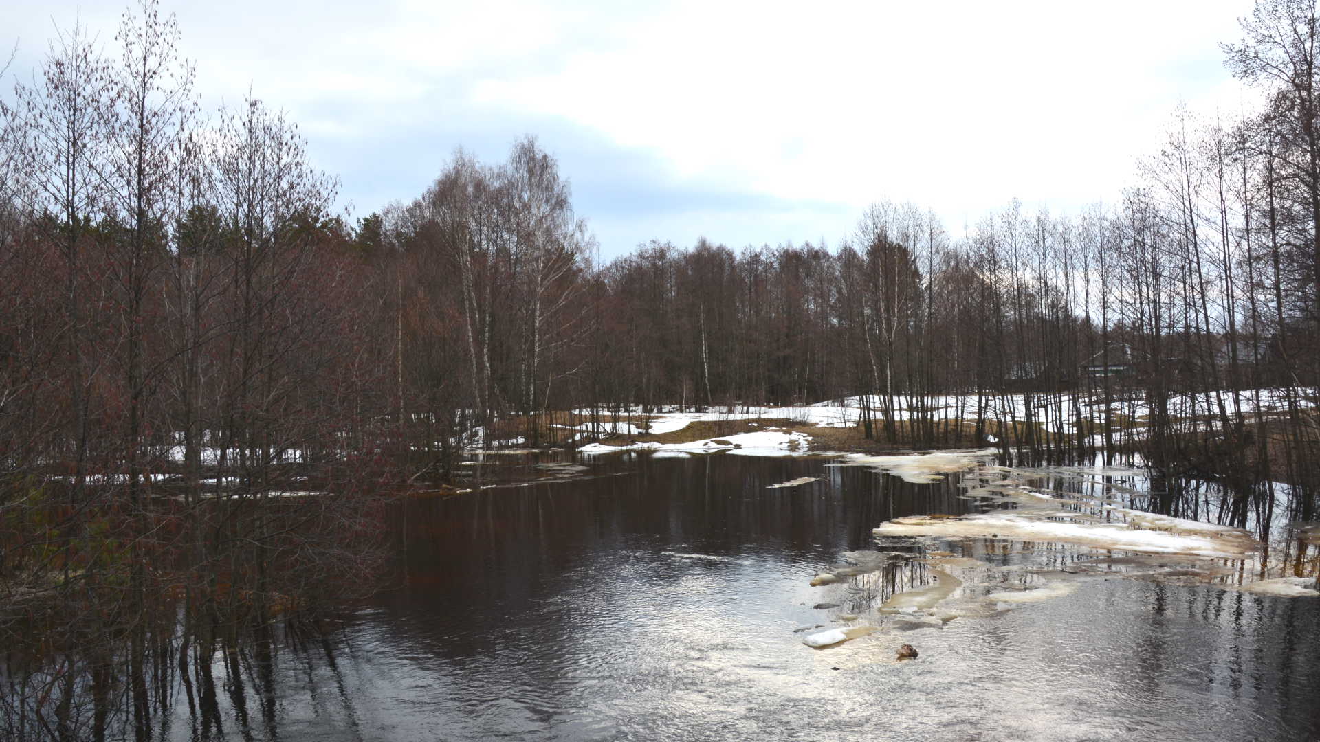 Вишня. 11.04.2022