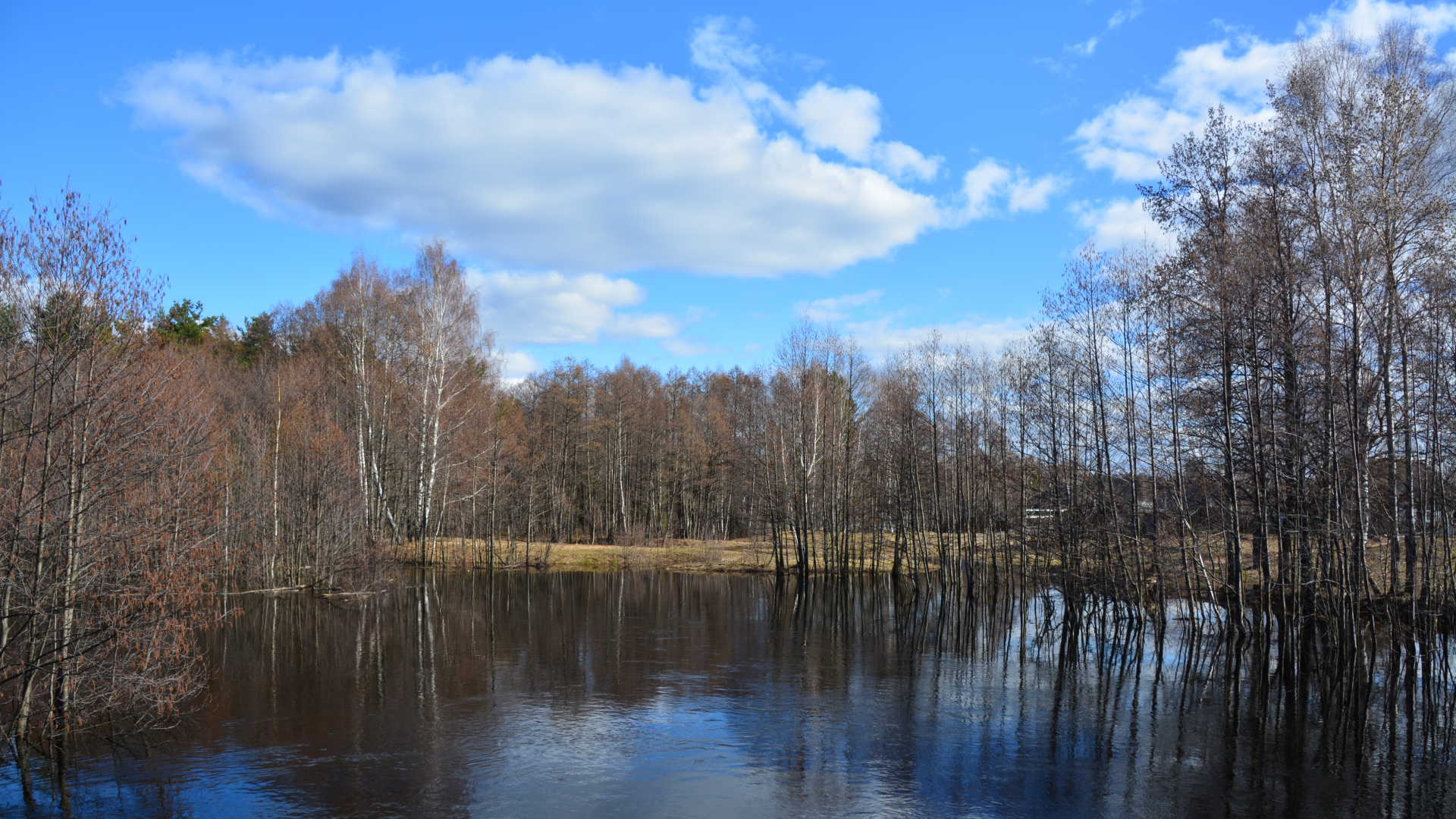 Вишня. 15.04.2022